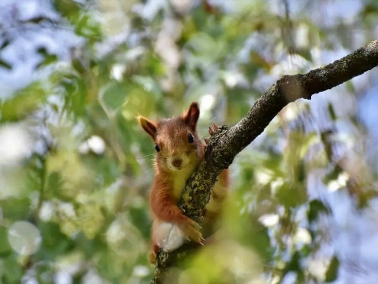 can squirrels eat tortilla chips
