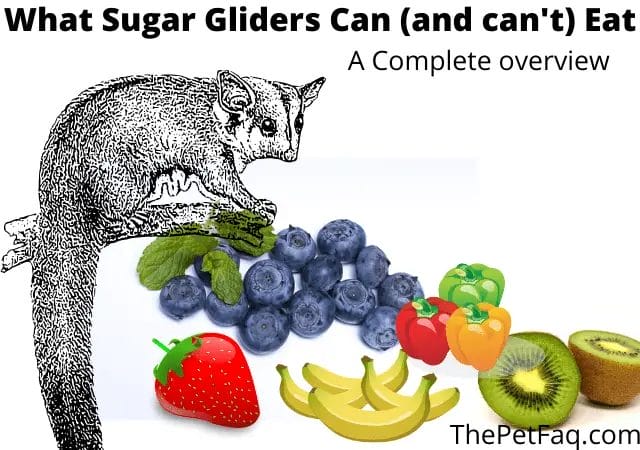 can sugar gliders eat zucchini
