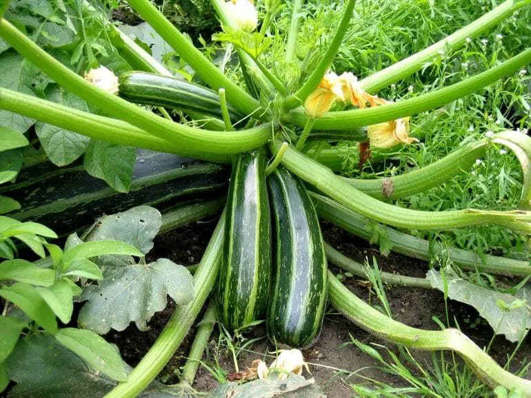 When To Plant Zucchini In Tennessee?