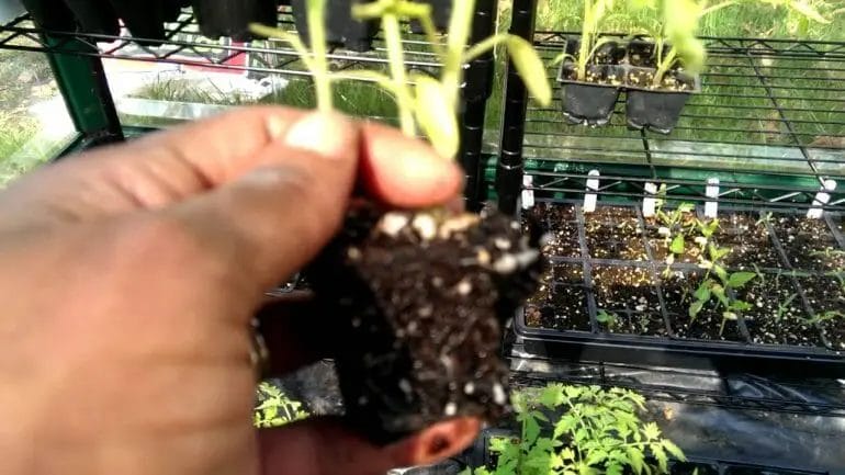 When To Transplant Zucchini Seedlings Into Bigger Pots?