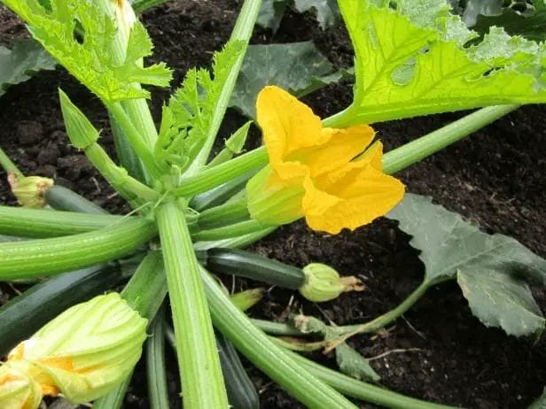 why does my zucchini plant only have male flowers

